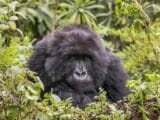 Gorilla Age Rapper