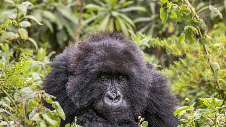 Gorilla Rapper Age: The Underground MC’s Birthday Revealed