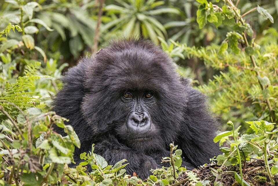 Gorilla Rapper Age: The Underground MC’s Birthday Revealed